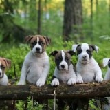 Interview with Tiina Jokela - Hullabaloo's Kennel