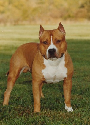 Ch. Willynwood Redneck (1990)