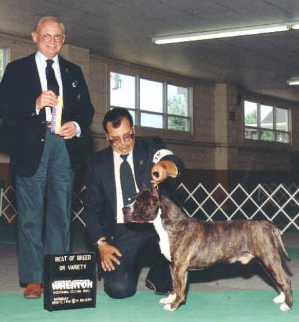 Bob Shondell's Sylvester Stallion