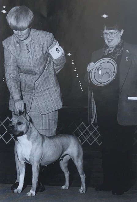 Gold Rush Staffs hond uit de lijnen van David Del Rio