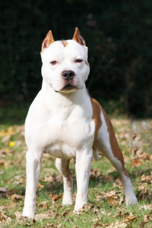 Nine To Five kennel in Belgium