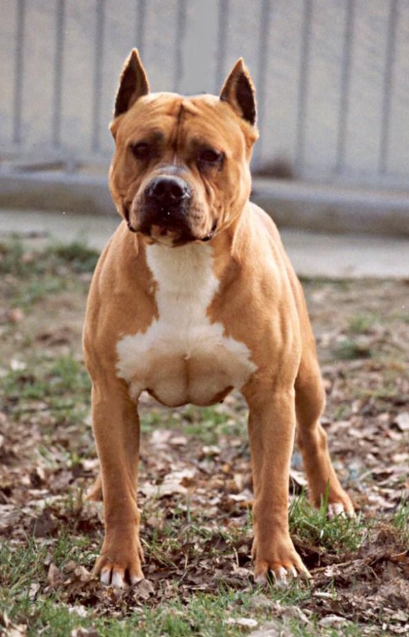 Ch. Sindelar&rsquo;s Fred standing