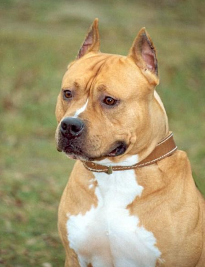 Ch. Sindelar&rsquo;s Fred portrait