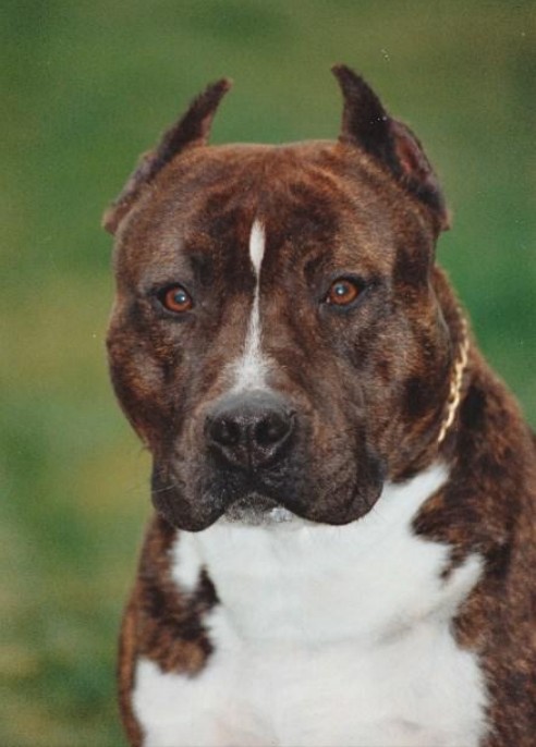 Ch. Sindelar&rsquo;s Gock of Max portret