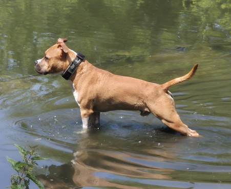 Gino Amazing Texas Red Pepper in 2025