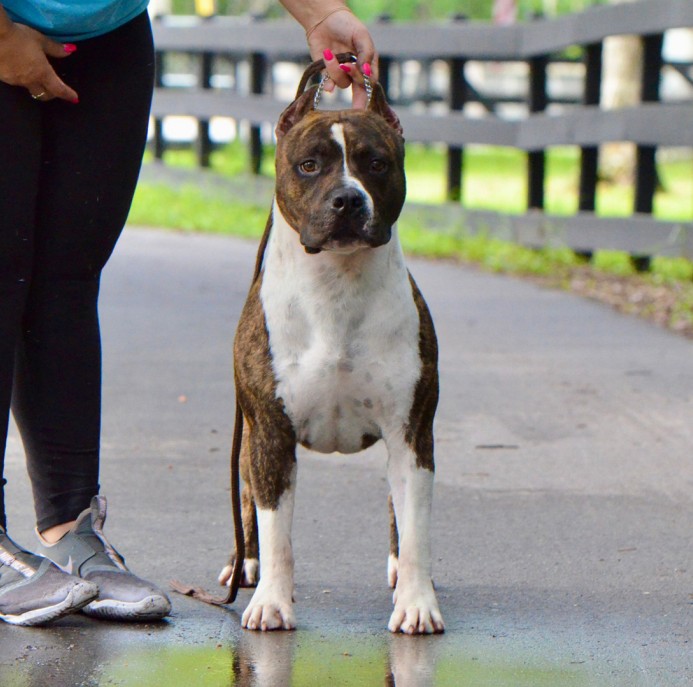 AmStaff van Hickory Junior in topconditie op show