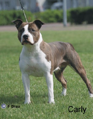 Carly from the Southern Stables