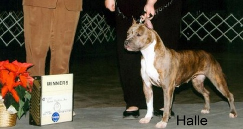 Halle from the Southern Stables