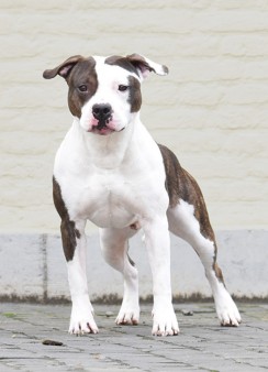 Apollo from Gentle Power