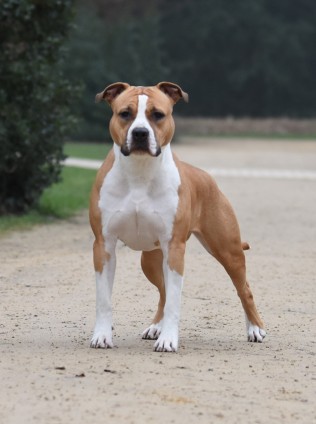 Blizz from Gentle Power