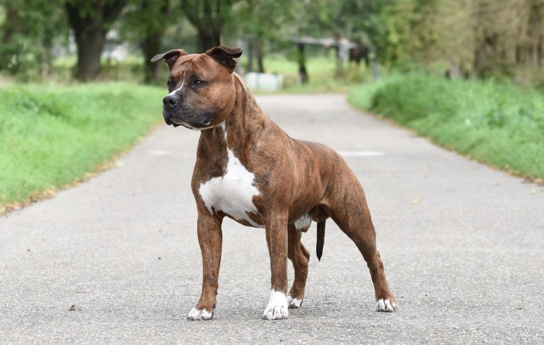 Ronin from Gentle Power