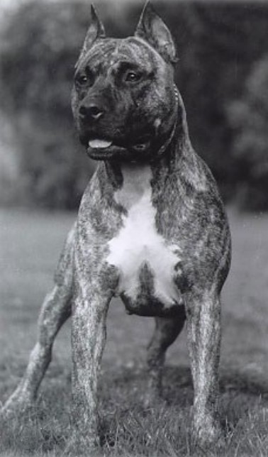 Ch. Amstock Ruby Amerikaanse staffordshireterriër