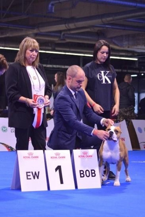 Malgorzata Jurek als keurmeester van Amerikaanse staffordshireterriërs