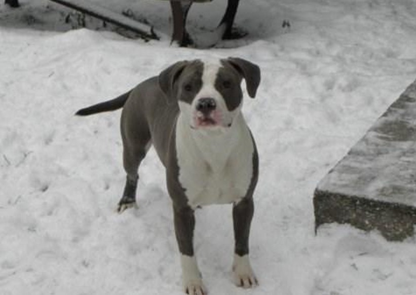 Ch. Batida De Coco Blue Florida