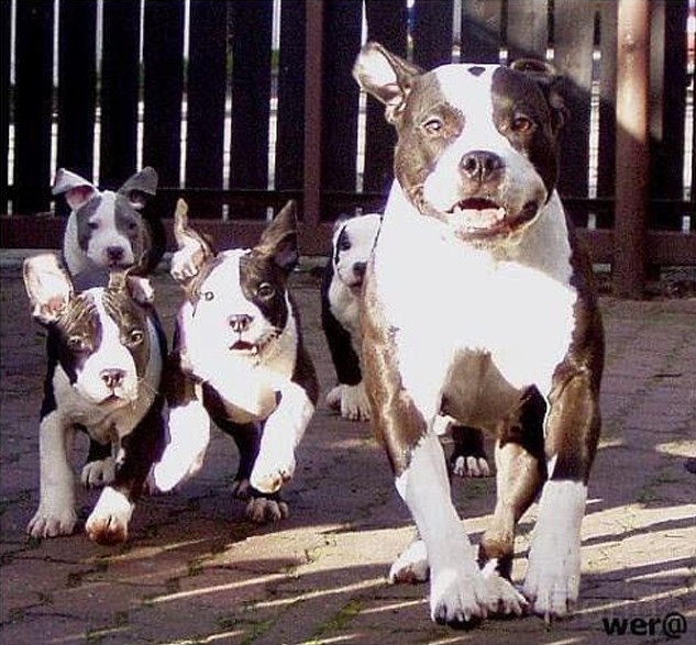 Ch. PL Ostryga Black Florida met puppy's