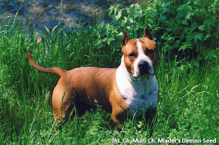 Int. Ch. Multi Ch. Mlader's Demon Seed