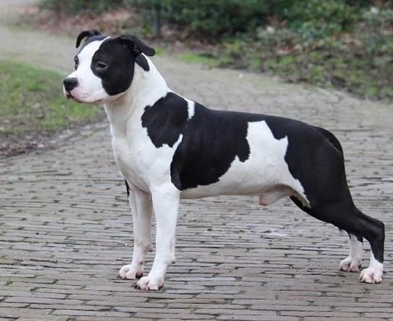 Chasqui Black Blood Murphy