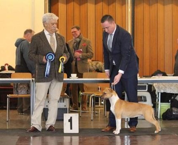 Nick Hilferink handling at a dog show