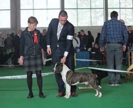 Nick Hilferink handling at a dog show