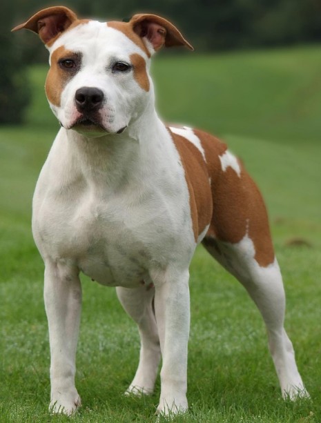 Old Hickory Miss Royanna