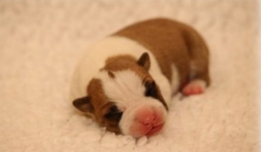 AmStaff puppy uit Hullabaloo's Kennel