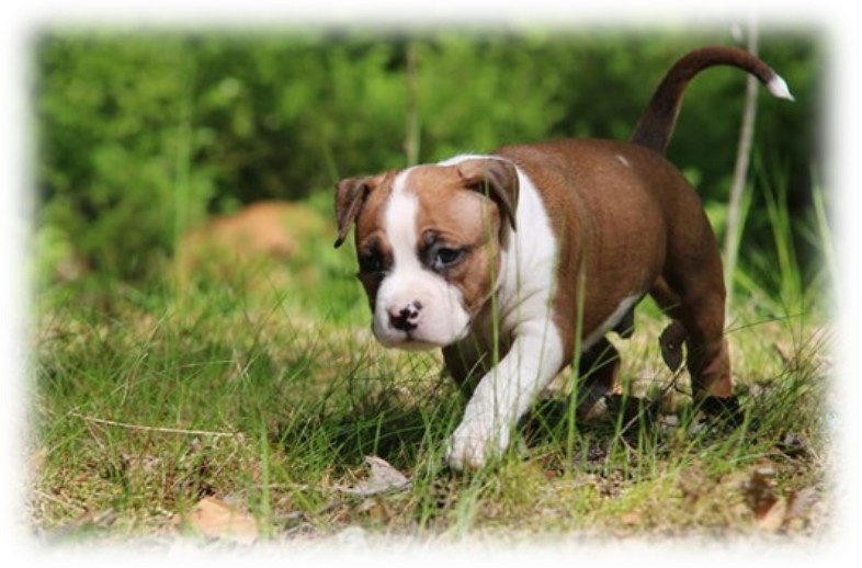 Pups socialiseren in Finland