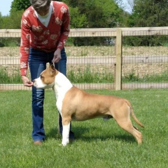 TKO's War Wagon Cowboy