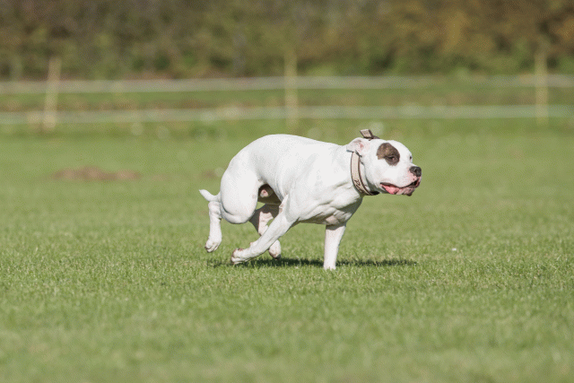 Bo4I8247 29932543883 O