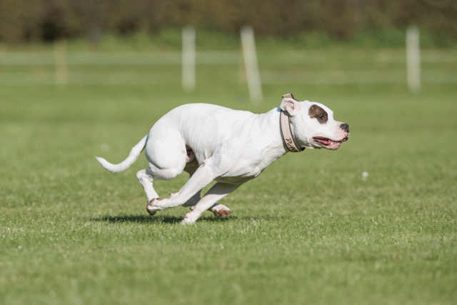 Bo4I8250 29932544363 O