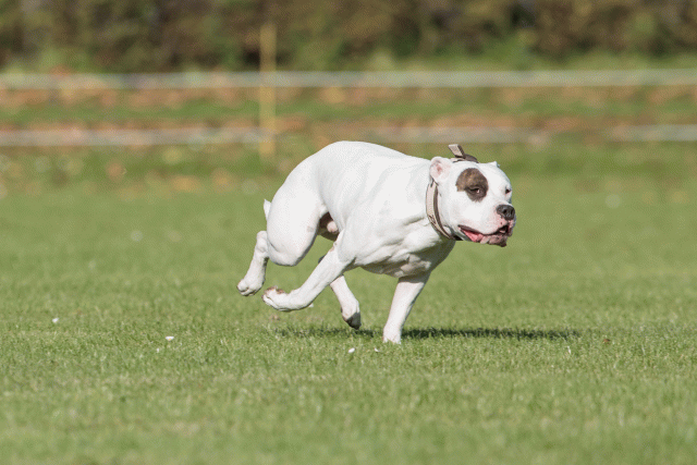 Bo4I8244 29932544533 O