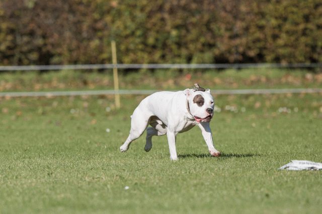 Bo4I8243 29932544913 O