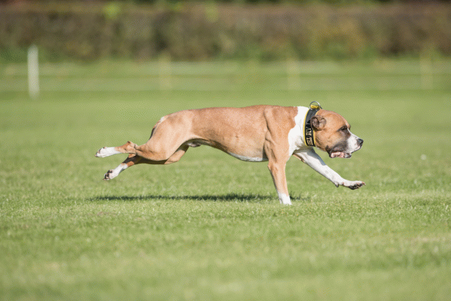 Bo4I8239 29932545943 O