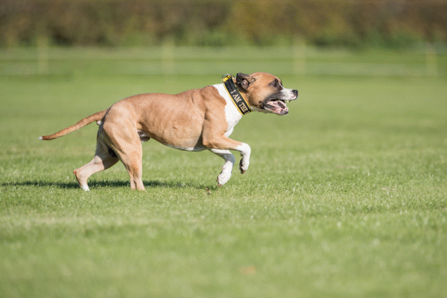 Bo4I8240 29932546163 O