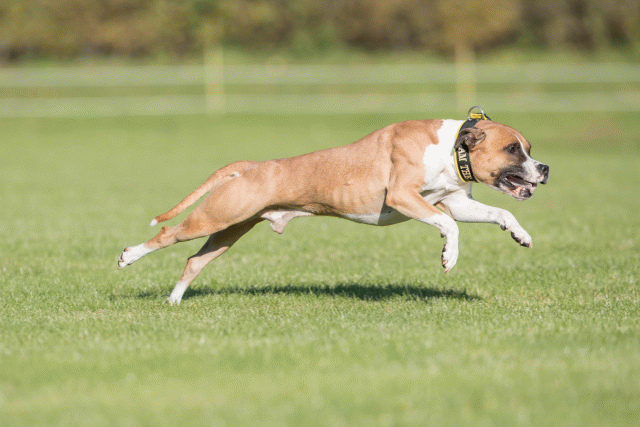 Bo4I8237 29932546983 O