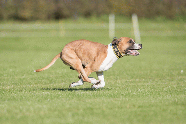 Bo4I8238 29932547033 O