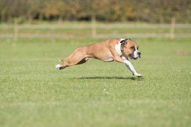 Bo4I8234 29932547393 O