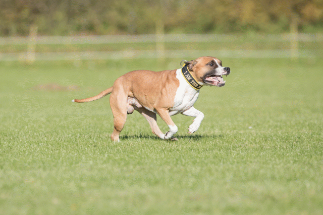 Bo4I8235 29932547483 O