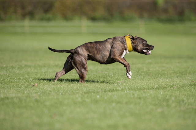 Bo4I8215 29932551203 O