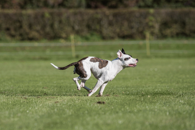 Bo4I8205 29932553803 O