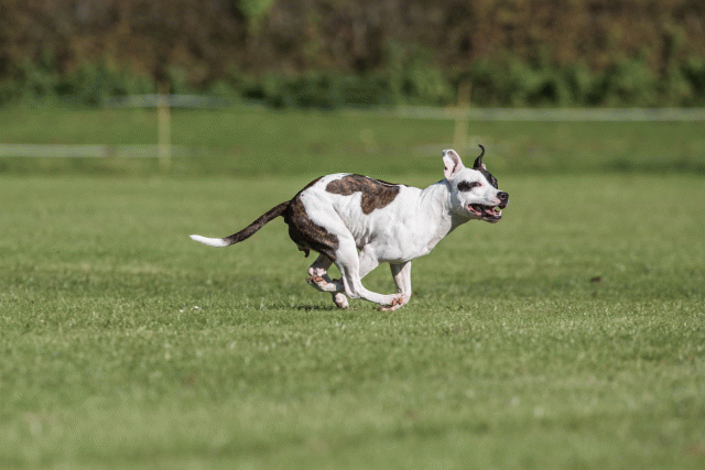 Bo4I8202 29932554163 O