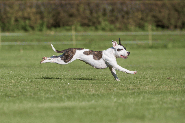 Bo4I8200 29932554843 O