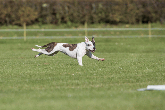 Bo4I8197 29932555323 O