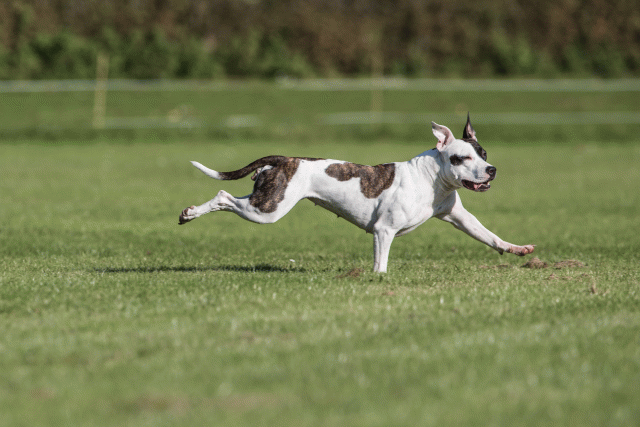 Bo4I8203 29932555873 O