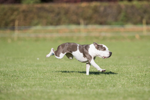 Bo4I8135 29932562903 O