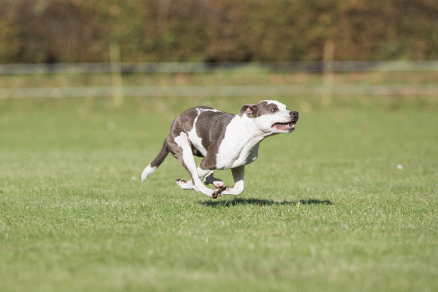 Bo4I8134 29932563513 O