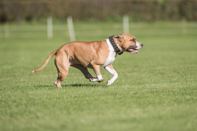 Bo4I8130 29932563893 O