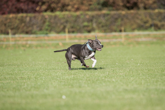 Bo4I8111 29932567763 O