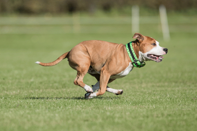 Bo4I8099 29932570063 O