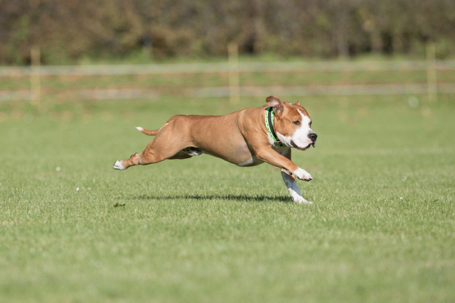 Bo4I8094 29932570973 O