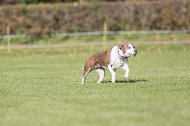 Bo4I8031 29932580333 O